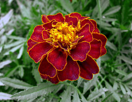 Бархатцы Красная вишня 10 г купить