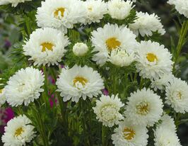 Айстра Баронесса біла 5 гкупити