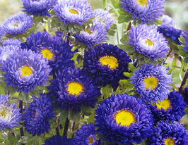 Айстра Баронесса темно-синя 5 гкупити