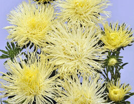 Айстра Голчаста жовта 5 гкупити