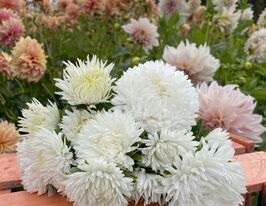 Айстра Карликовий килим білий 5 гкупити