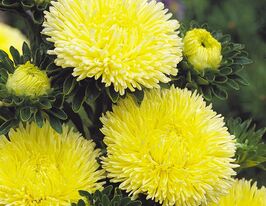 Айстра Карликовий килим жовтий 5 гкупити