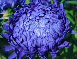 Айстра Королівський розмір блакитний 5 гкупити