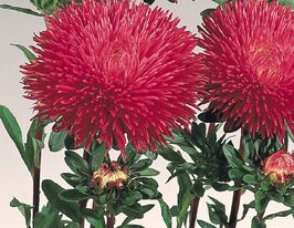 Айстра Королівський розмір кармінова 5 гкупити