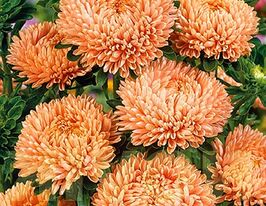 Астра Королевский размер Салмон Роуз 5 г купить