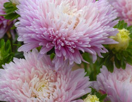 Астра Королевский размер яблочный 5 г купить