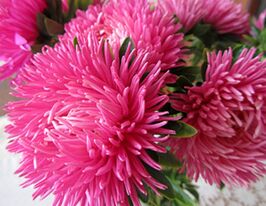 Астра Крален розовая роза 5 г купить