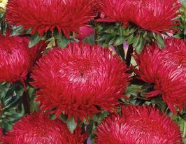 Астра Пионовидная красная 5 г купить