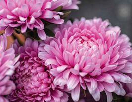 Астра Пионовидная Яркая роза 5 г купить