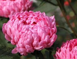 Астра Пионовидная ярко-розовая 5 г купить