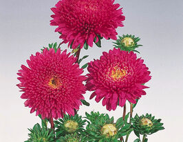 Астра Принцесса карминовая 5 г купить