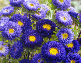 Астра Баронесса темно-синяя 20 г купить