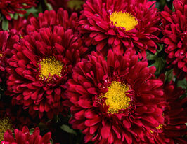 Астра Баронесса красная 20 г купить