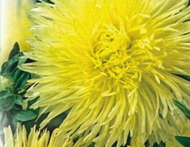 Астра Игольчатая желтая 20 г купить