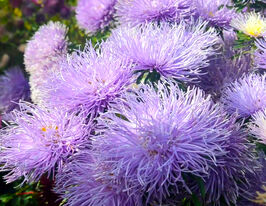 Айстра Голчаста лавандова 20 гкупити