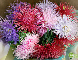 Айстра Голчаста Серце Франціїї суміш 20 гкупити