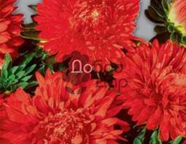 Айстра Карликовий килим червоний 20 гкупити