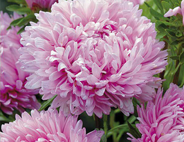 Айстра Королівський розмір рожевий 20 гкупити