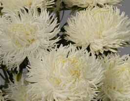 Айстра Крален кремово-біла 20 гкупити