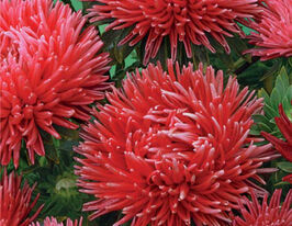 Айстра Крален рубіново-червона 20 гкупити