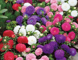 Айстра Міледі суміш 20 гкупити