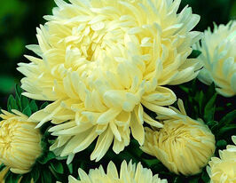 Айстра Піоновидна кремово-жовта 20 гкупити