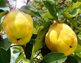 Айва грушоподібна Імператорськакупити