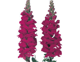 Ротики садові Адмірал F1 крімсонкупити