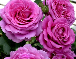 Троянда поліантова Клер Маршал (Claire Marshall)купити