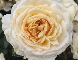 Роза полиантовая Крем Эбанденс (Cream Abundence) купить