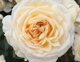 Троянда поліантова Крем Ебанденс (Cream Abundence)купити