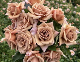 Роза полиантовая Коко Локо (Koko Loco) купить