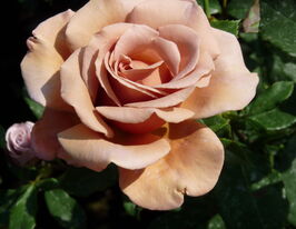 Троянда поліантова Коко Локо (Koko Loco)купити