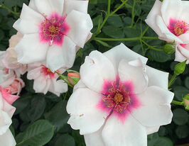 Троянда плетиста Чаутон Котедж (Chawton Cottage)купити