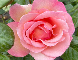 Троянда плетиста Світ Сірі (Sweet Syrie)купити