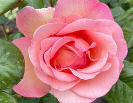 Роза плетистая Свит Сири (Sweet Syrie) купить