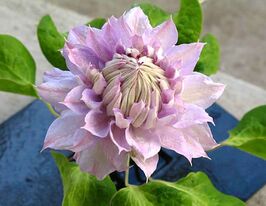 Клематис Бель оф Вокінг (Belle of Woking)купити