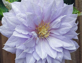 Клематис Бель оф Вокінг (Belle of Woking)купити