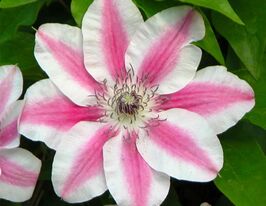 Клематис Капітан Туллекс (Capitaine Thuilleaux)купити