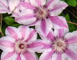 Клематис Капітан Туллекс (Capitaine Thuilleaux)купити