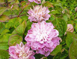 Клематис Дансінг Смайл (Dancing Smile)купити