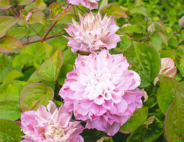 Клематис Дансінг Смайл (Dancing Smile)купити