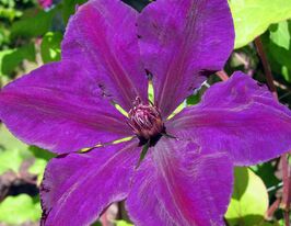 Клематис Джипсі Квін (Gipsy Queen)купити