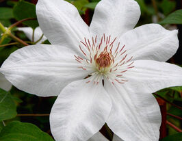 Клематис Генрі (Henryі)купити