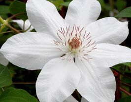 Клематис Генрі (Henryі)купити