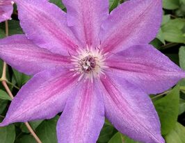 Клематис Кетлін Данфорд (Kathleen Dunford)купити