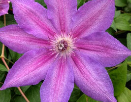 Клематис Кетлін Данфорд (Kathleen Dunford)купити