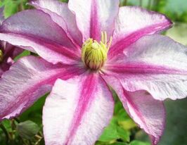 Клематис Ластінг Лав (Lasting Love)купити