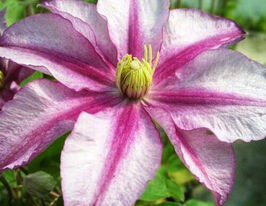 Клематис Ластінг Лав (Lasting Love)купити