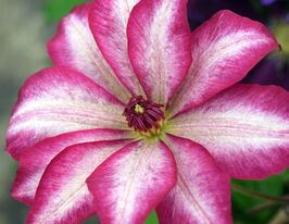 Клематис Пікоті (Picotee)купити